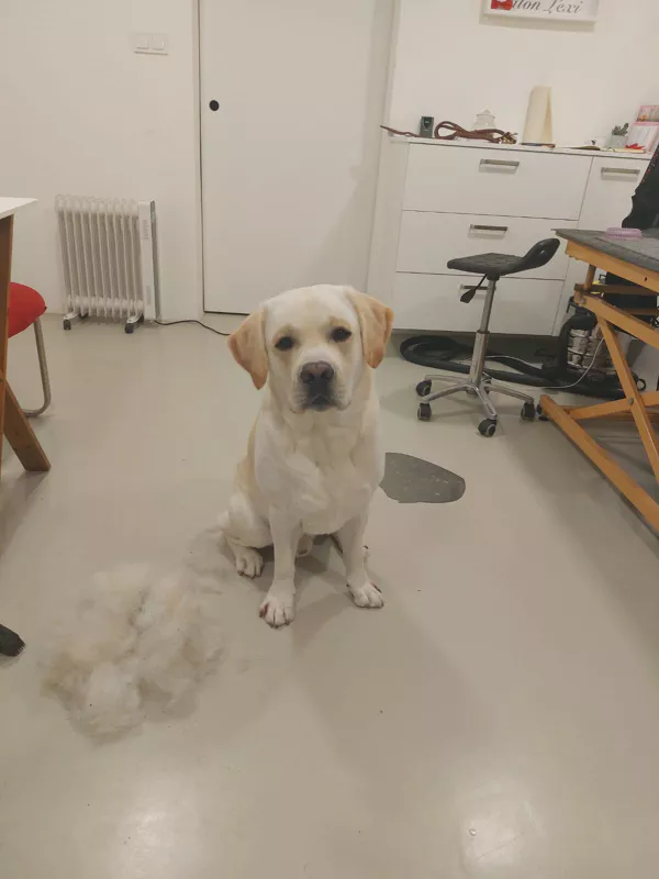 retríver po psím salónu