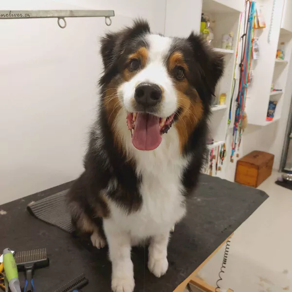 malý pejsek po vyčesávání