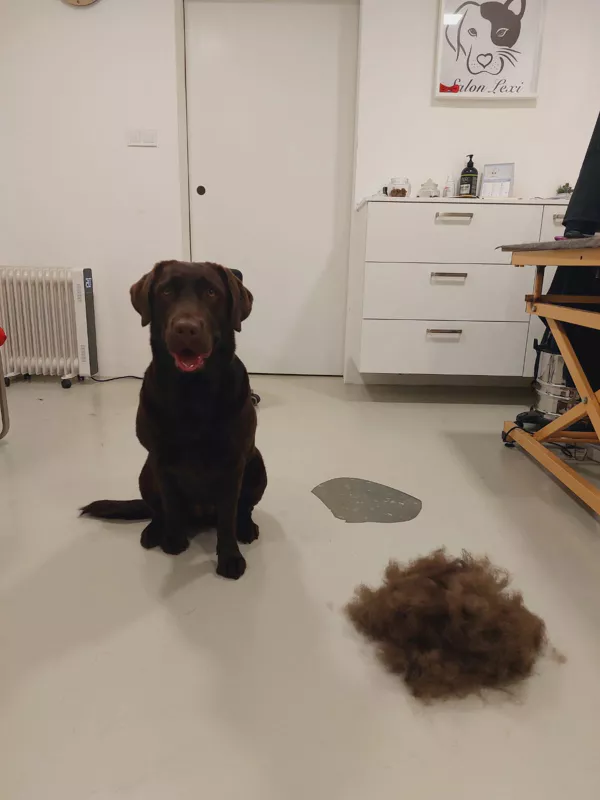 pes po hlubokém vyčesávání