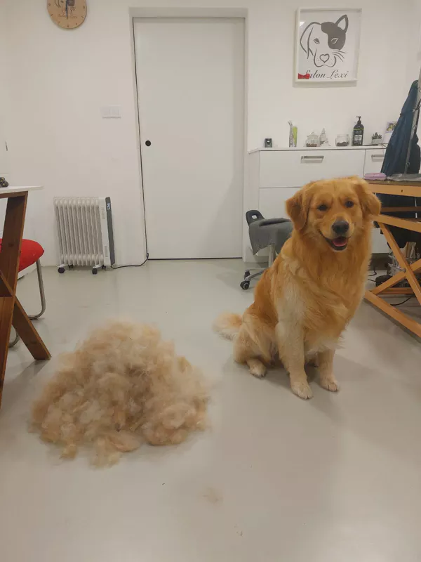 retrívr po vyčesávání