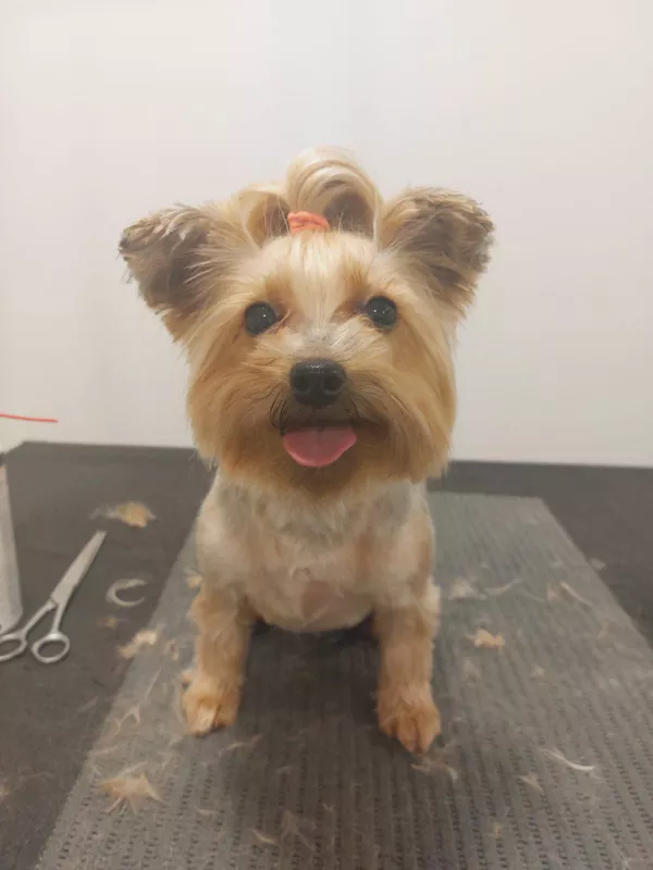 malé plemeno psa po stříhaní