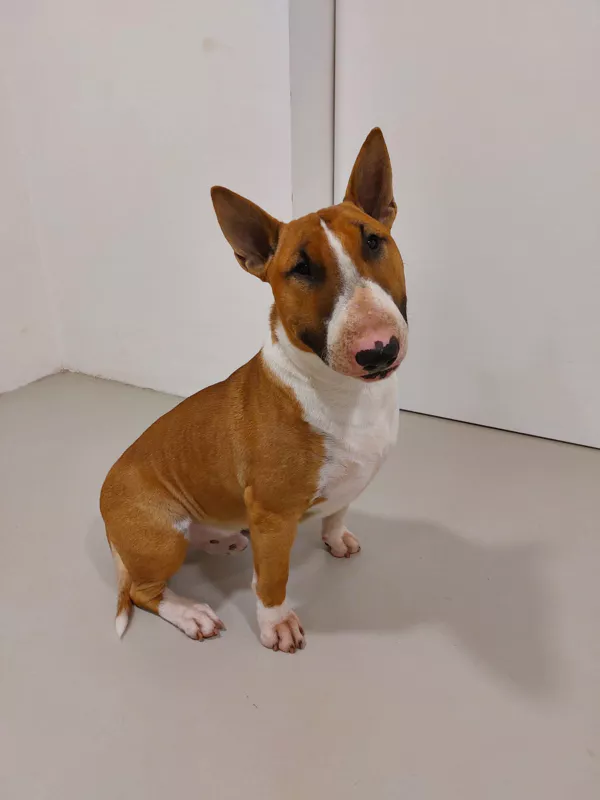 střední plemeno po psím salóně