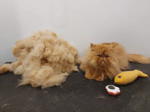 vyčesávání kočky