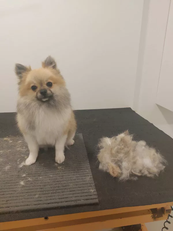 pes po trimingu a vyčesávání