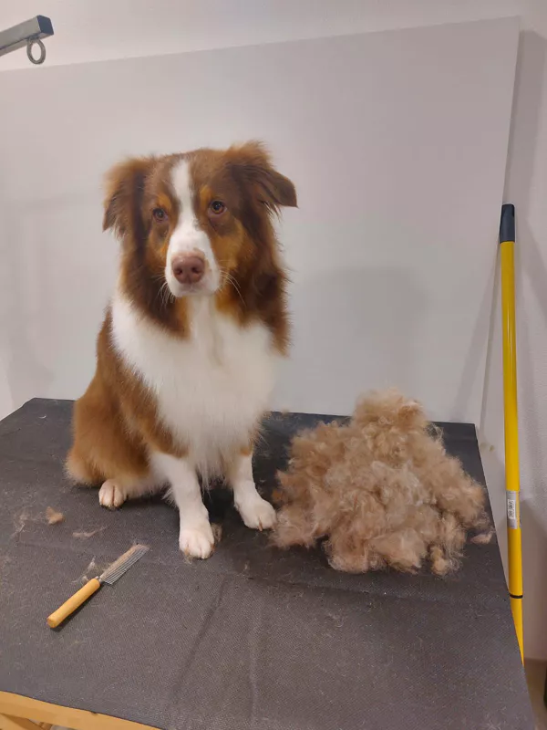 pes po vyčesávání