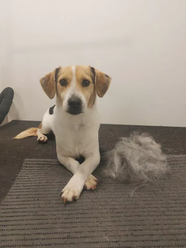 pes po vyčesávání