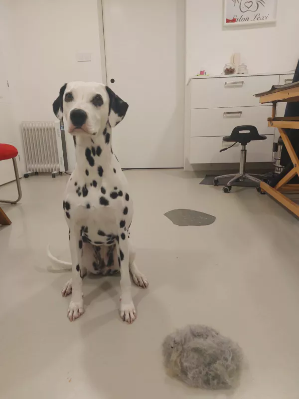 velký pes po vyčesávání