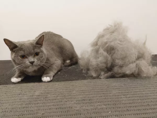 kočka po úpravě a vyčesávání